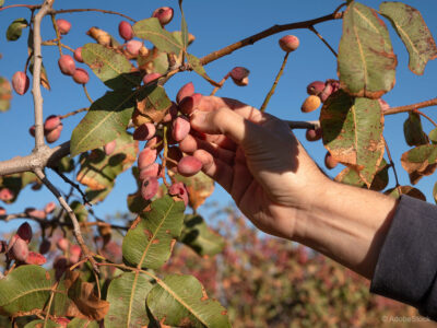 Kje pistacija resnično rodi v Sloveniji in primerjava s sosedi?