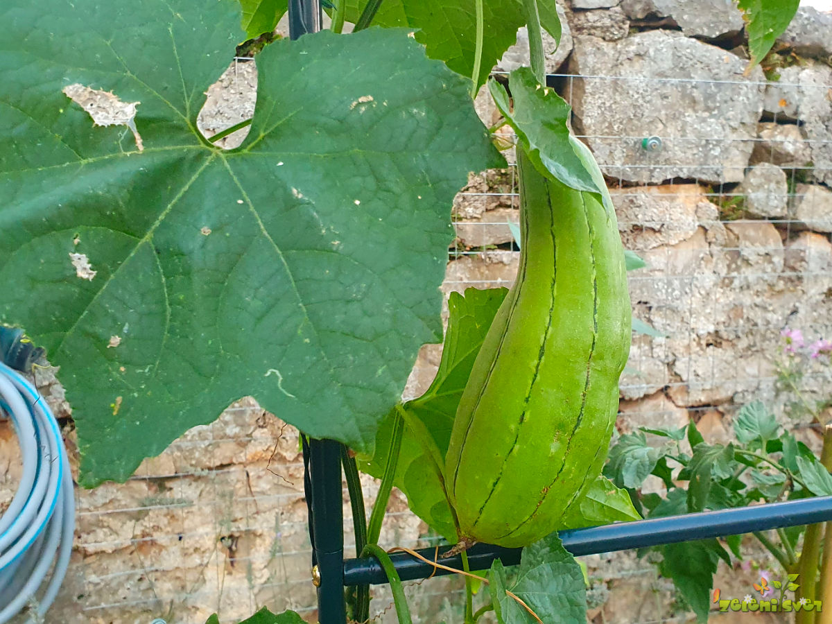 bučka luffa