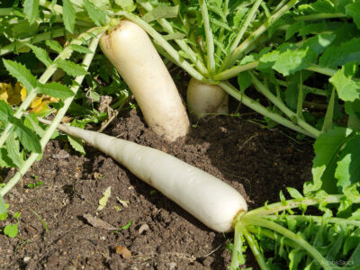 Daikon ali japonska redkev – okusna zelenjava za jesenski vrt