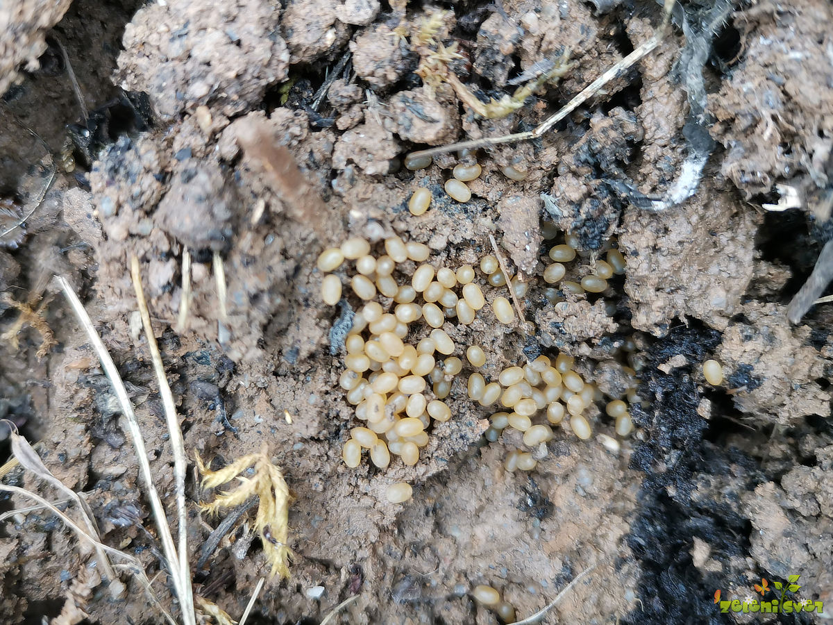 zalivanje entomopatogene ogorčice jajčeca bramorja
