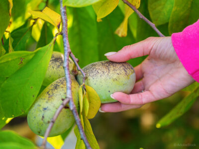 5 odličnih sort in samooplodna asimina, ki brez težav uspeva na vrtu