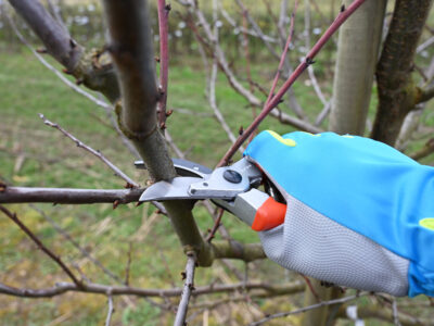 Pravilna rez slive za bogat pridelek in zdravo rast rodnega lesa