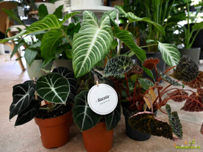 3 najlepše sobne rastline za čudovit dom, prestiž in tropski luksuz