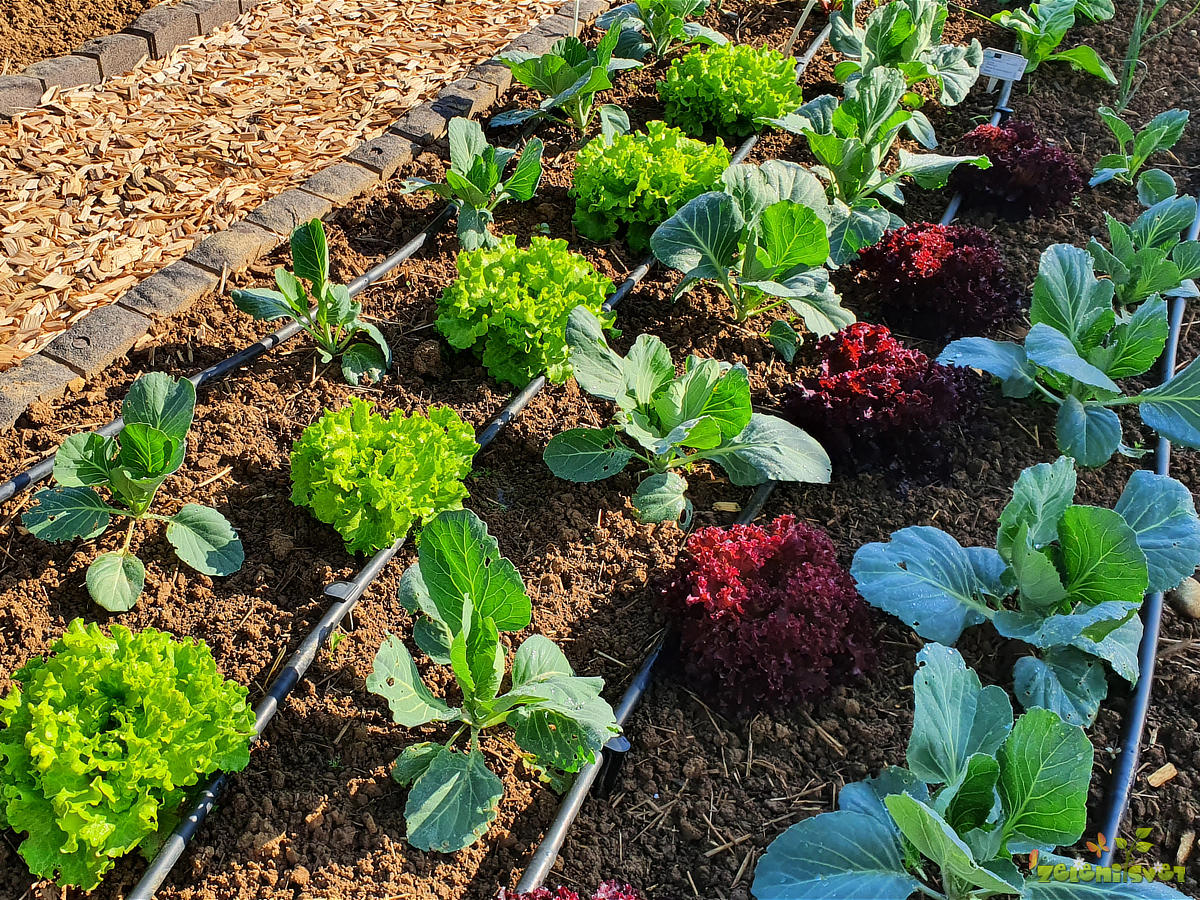 Gemüse in lockerem Boden