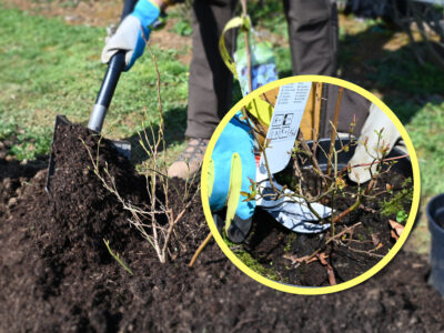 Obrezovanje ameriških borovnic po sajenju in priprava tal za nasad