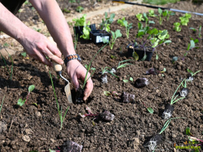 Ekološko gnojenje vrta, kompost in priprava tal za prve setve, sajenje