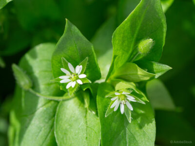 Kurja črevca ali navadna zvezdica je zelo koristen plevel z domačega vrta