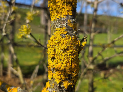 So lišaji na sadnem drevju resna grožnja ali naravni indikatorji?