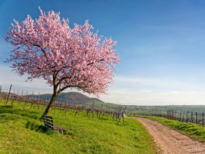 Mandelj v Sloveniji in ključ do bogatega pridelka v celinskem podnebju