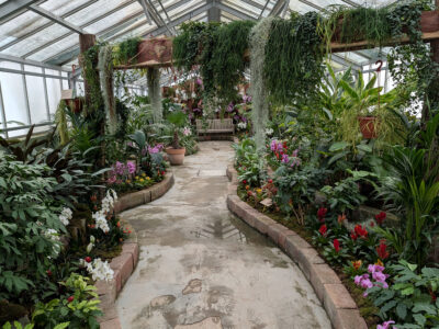 Razstava orhidej in ananasovk, ki vas povsem očara v mesecu marcu