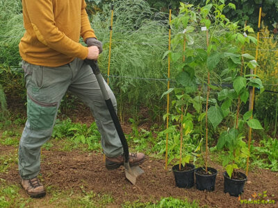 Naravno odporne maline za vrtičkarje – sadike za vrhunski pridelek