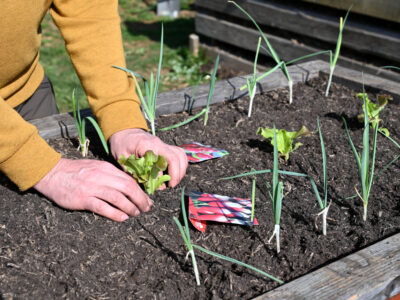 3 super ideje za prve zasaditve na vrtu – visoka greda v marcu