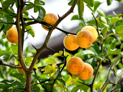 Sibirska limona in najboljša prezimna sadika, ki raste na prostem
