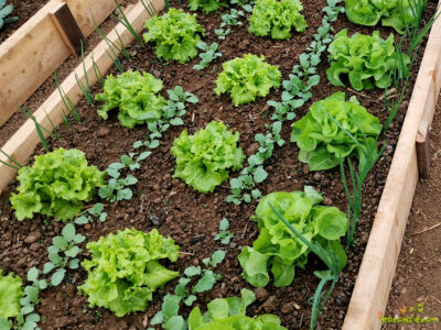 Najboljše slovenske sadike zelenjave – pameten izbor za marec 2026