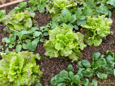 Kaj sadimo v drugi polovici aprila na vrt, visoko gredo in rastlinjak?