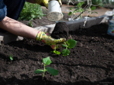 Štiri odlične kumare –  zmagovalne sorte in pravi čas za setev na vrtu