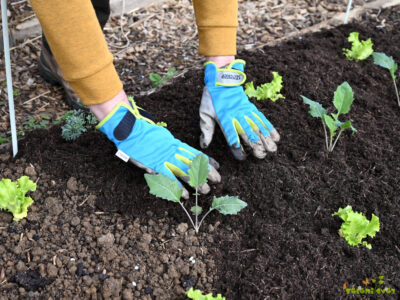 Najboljša organska zastirka za vrt – za manj plevela in zalivanja