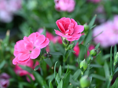 Vrtni nagelj – sajenje, cvetenje, lega, zalivanje in nega