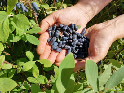 10 vrhunskih sort in okusne sibirske borovnice za vse vrtičkarje