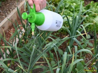 Naravno škropljenje v začetku pomladi za zdrav vrt in obilen pridelek