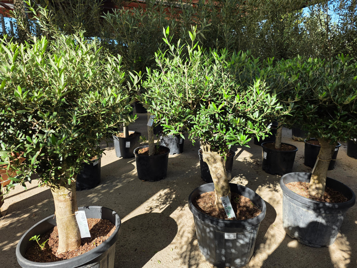 bonsai oljka